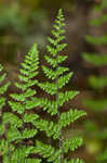 Hairy lipfern